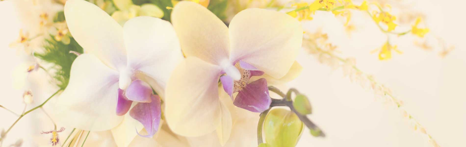 ホームページをオープンしました！